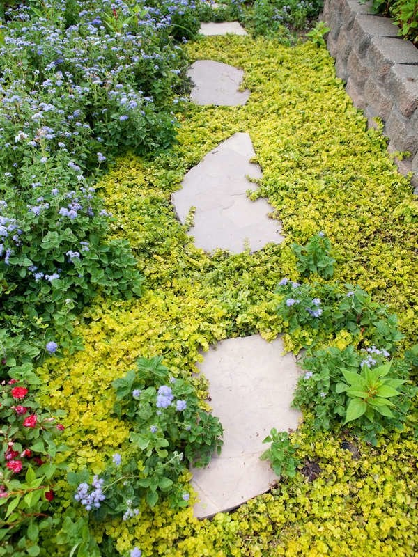 Creeping Jenny (Lysimachia nummularia)