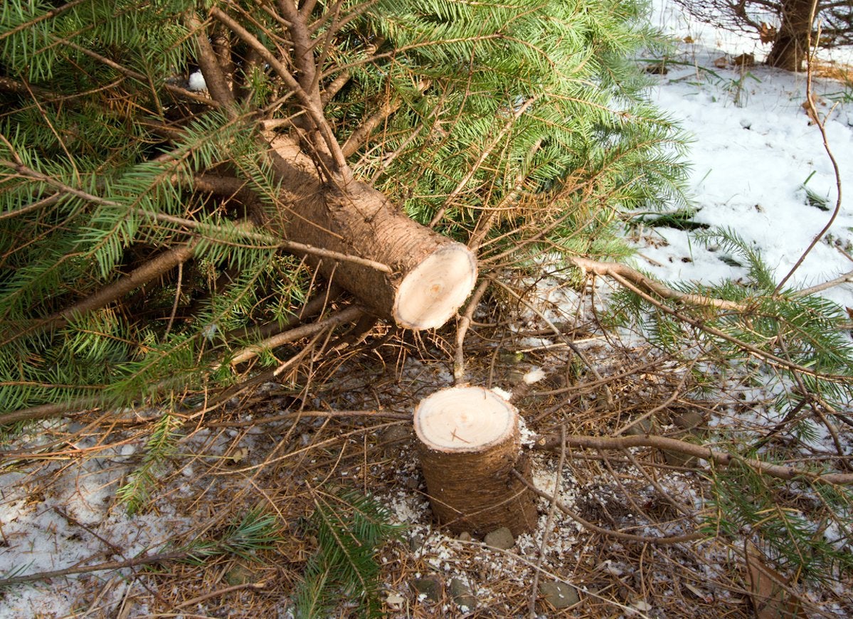 10 Things You Should Know Before You Cut Down Your Own Christmas Tree