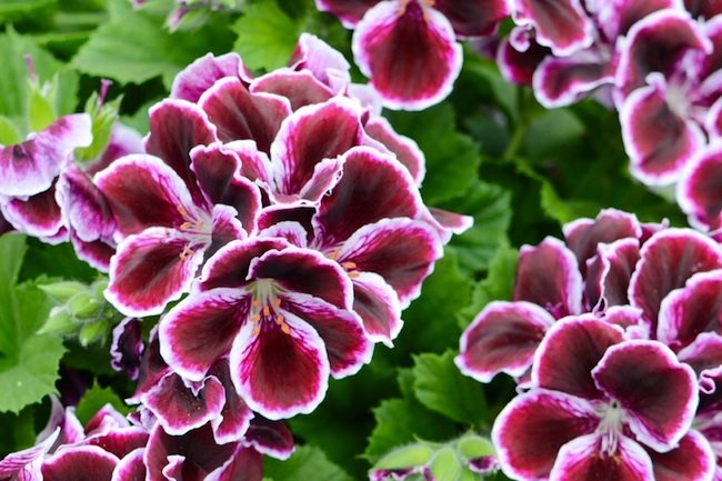 Martha Washington Geranium