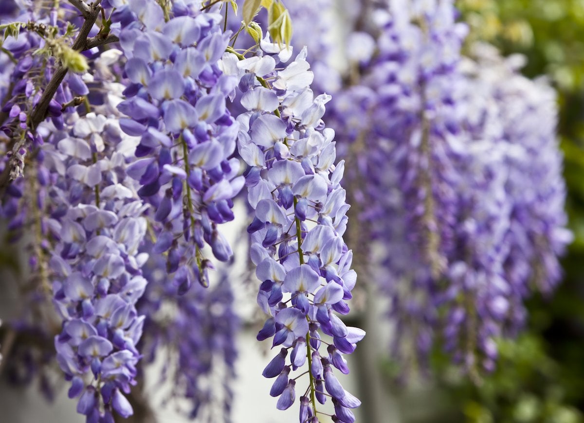 These Popular Plants Might Actually Be Bad for Your Garden