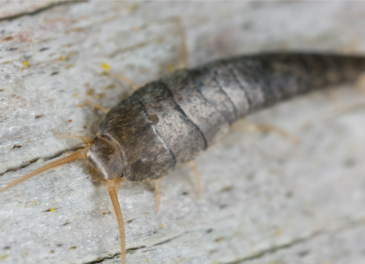 10 Pests That Might Be Living in Your Garage