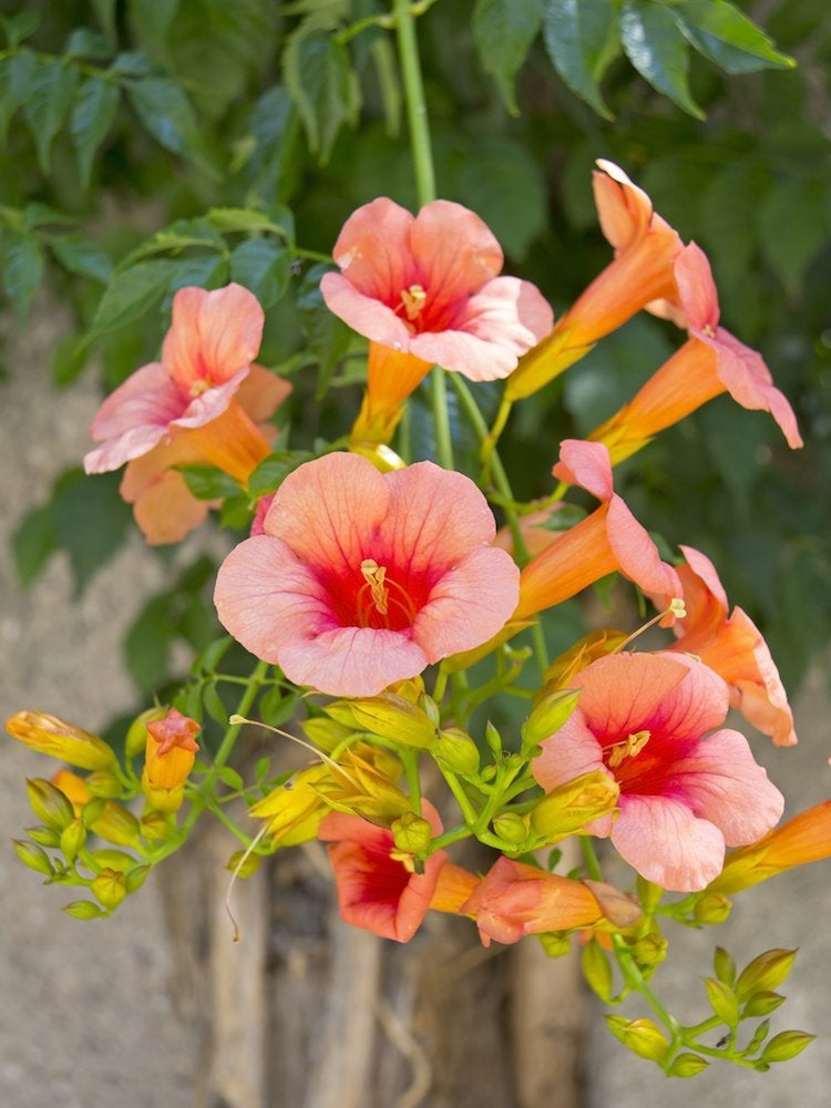 Flowering Climbers: 8 Cures for the Common Garden