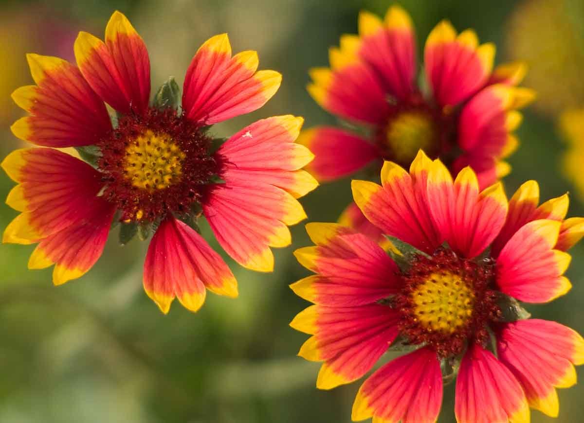 14 Long-Lasting Flowers for Your Yard