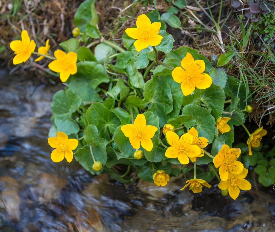 10 plantes de jardin pluvial qui peuvent aider à réduire le ruissellement