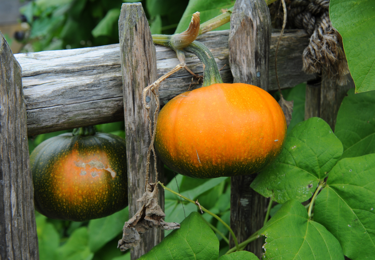 légumes grimpants