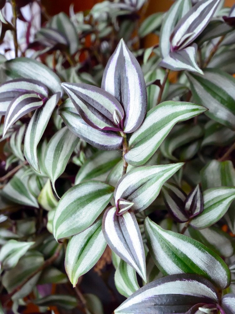 Count On These 25 Indoor Plants for Easy Color Year-Round