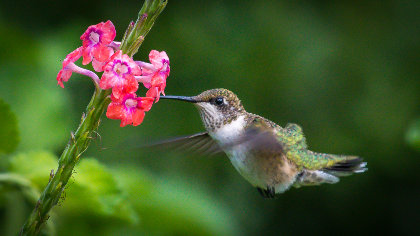 How to attract hummingbirds