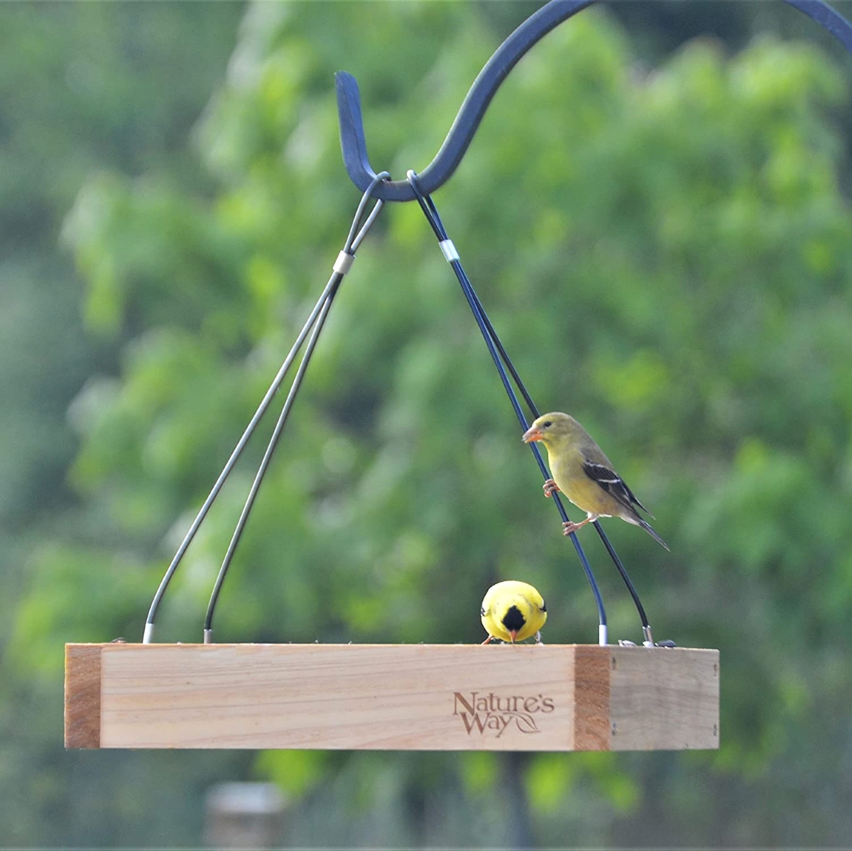 types of bird feeders - mealworm feeder