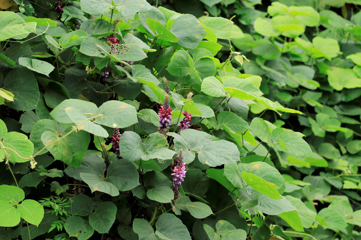 Fleurs de Kudzu ou Pueraria montana également appelées marante japonaise avec des feuilles vertes et un fond de ciel.