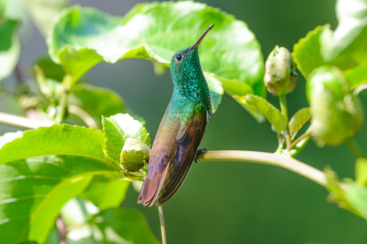 types de colibris