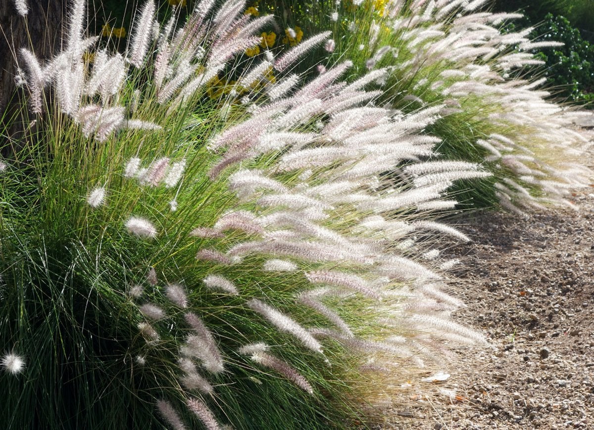 25 No-Effort Plants for a Foolproof Landscape