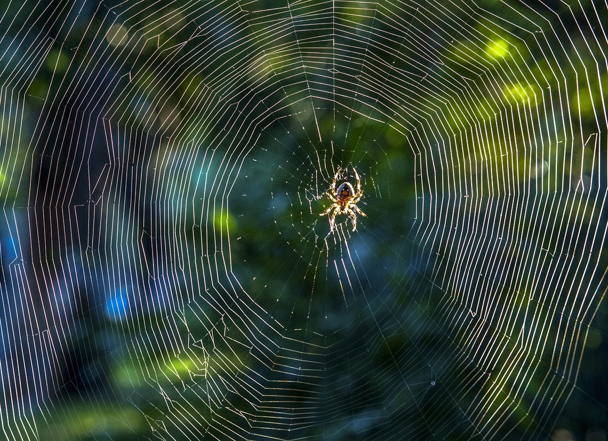 20 Tips for Keeping All Critters Out of Your Yard and Garden