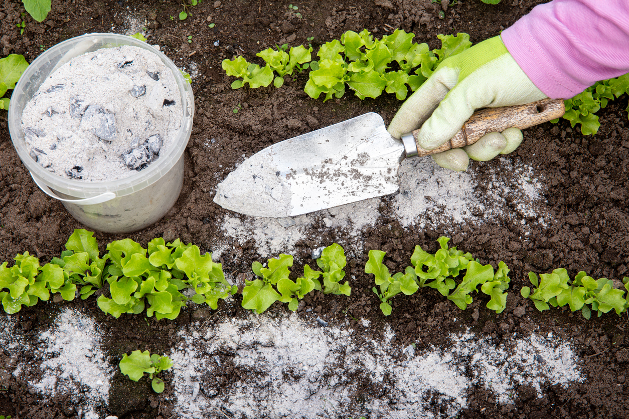 how to clean a fireplace gardener shoveling ashes into soil from bucket