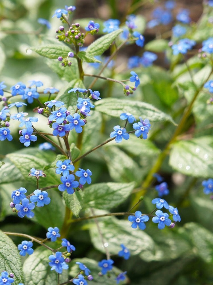 39 Plants You’ll Love If You Hate Fall Yard Work