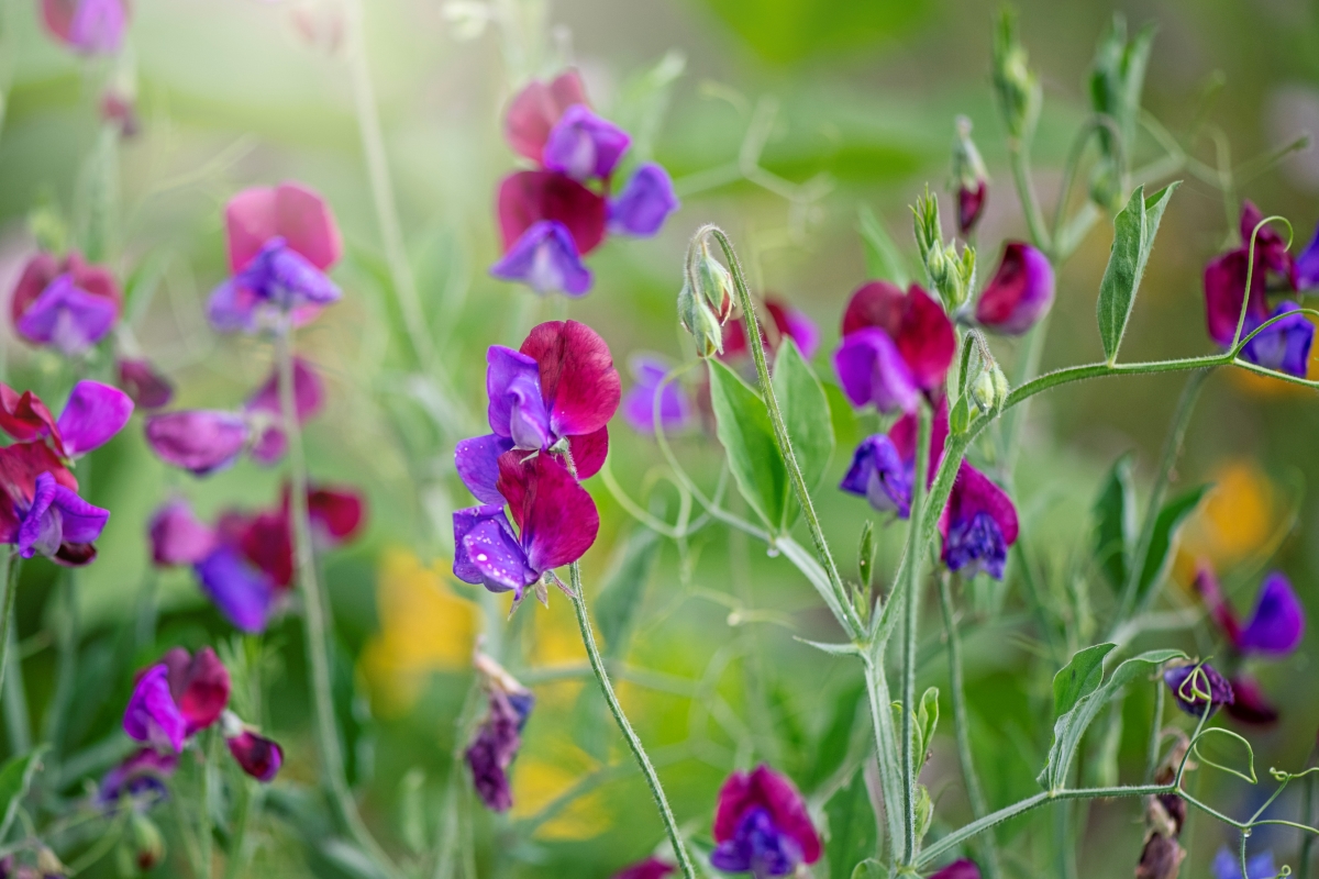 Sweet pea flowers with pink and purple petals.