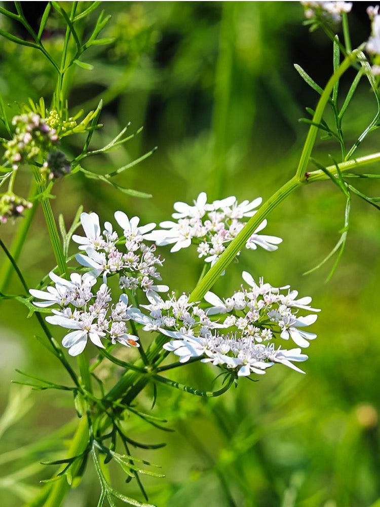 10 Ways to Make Your Garden More Bee-Friendly