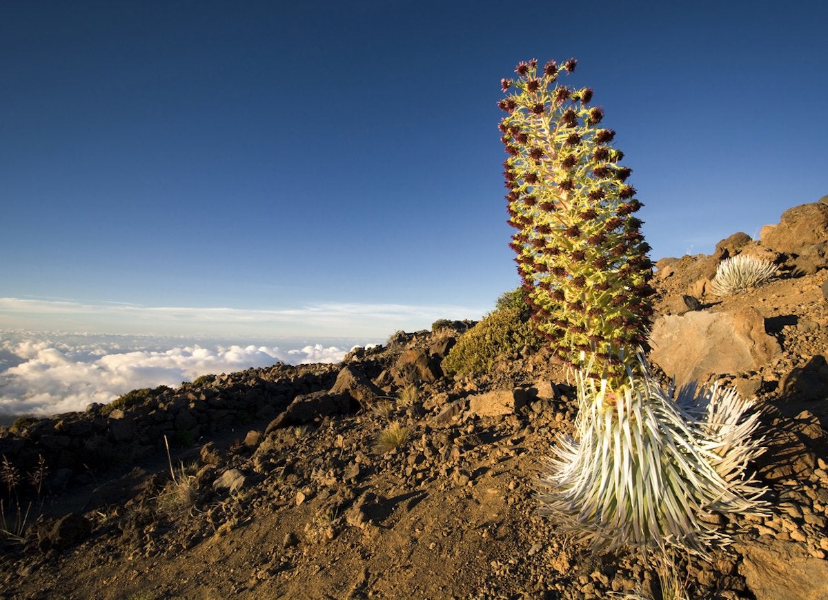 20 Places You Need to See If You Love Plants