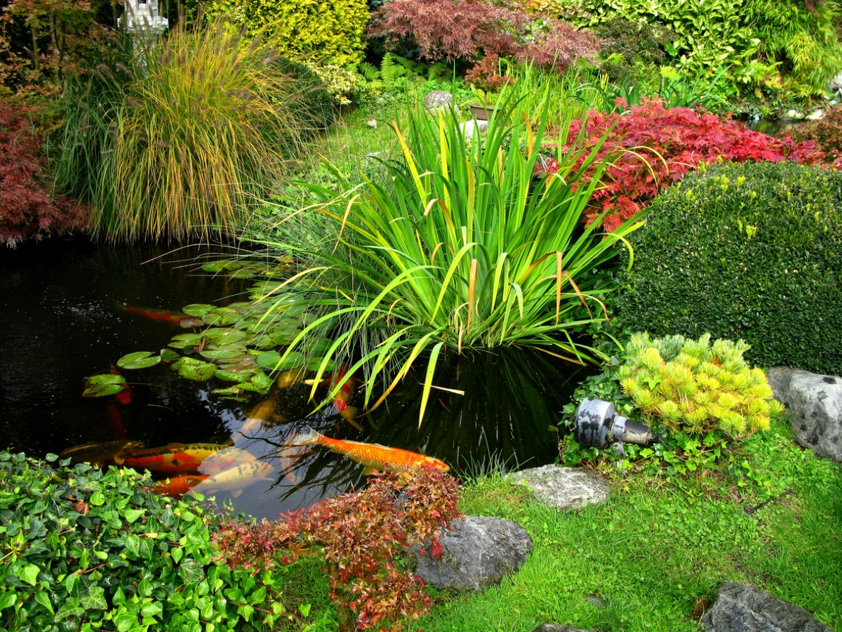 idées de jardin zen - jardin avec bassin à carpes koï japonaises