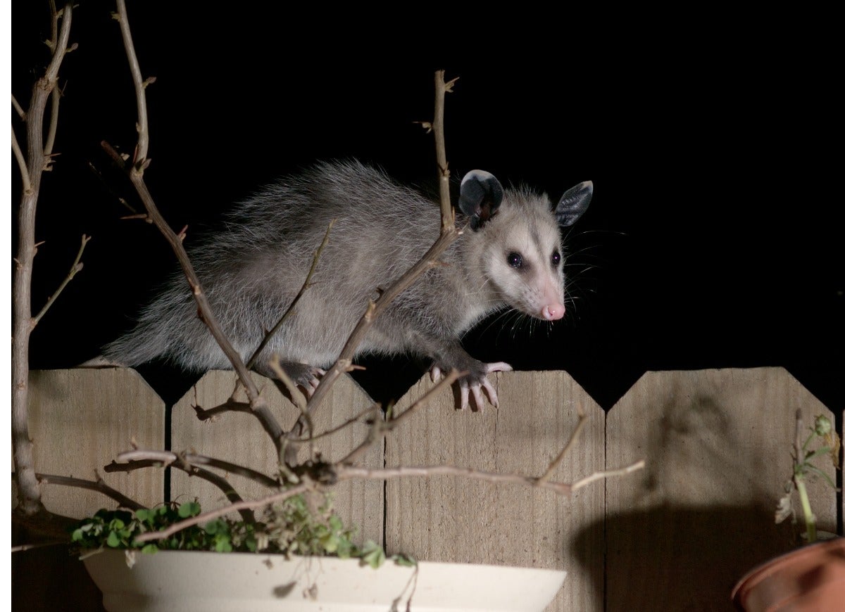 Beware of These 14 Pests That Only Come Out at Night