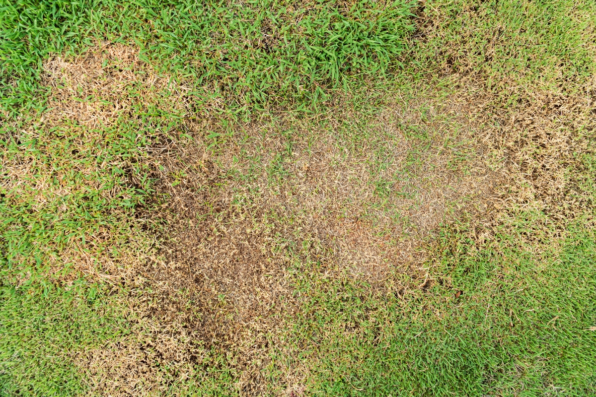 Brown patchy area of the lawn.