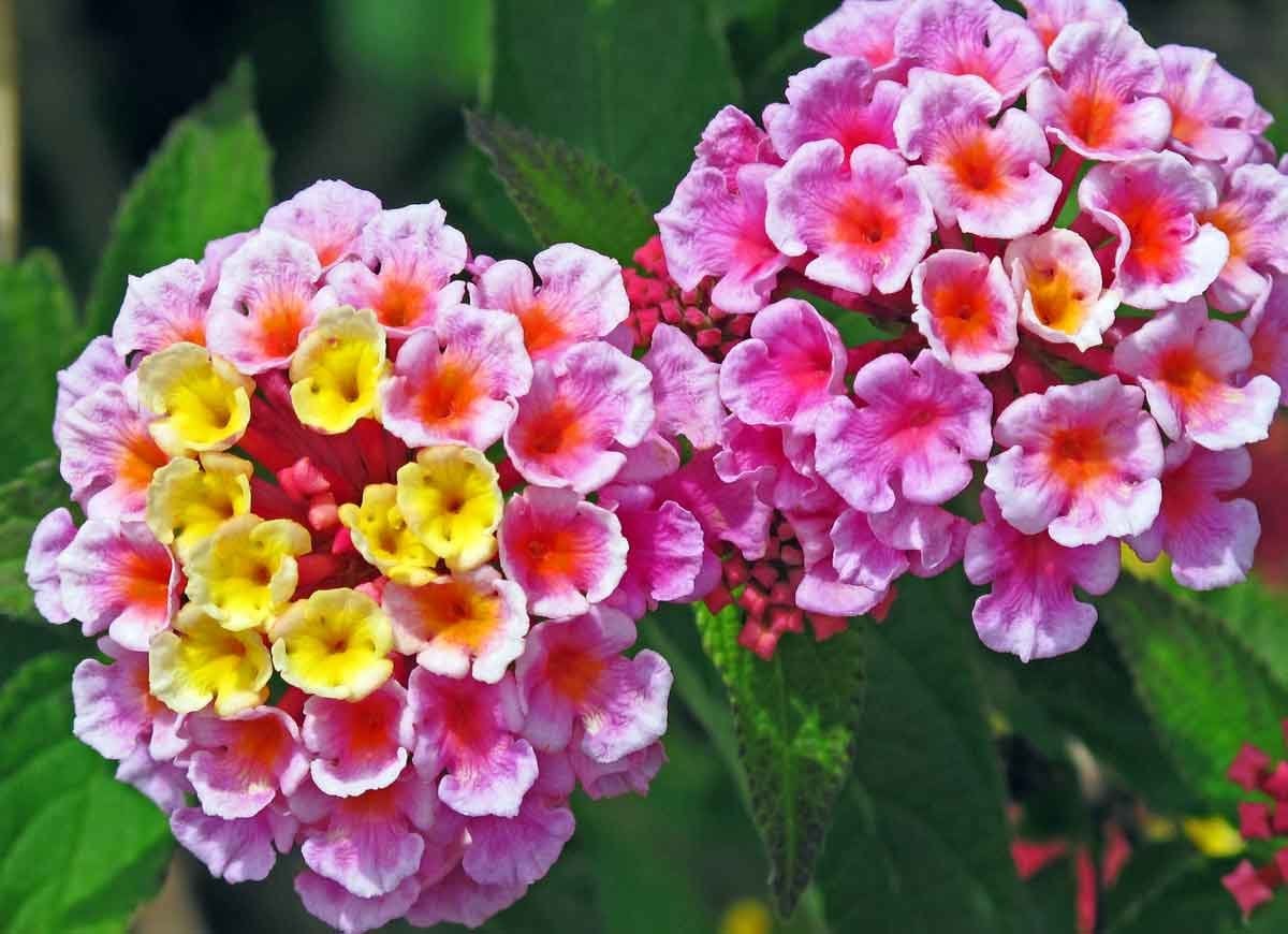 14 Long-Lasting Flowers for Your Yard