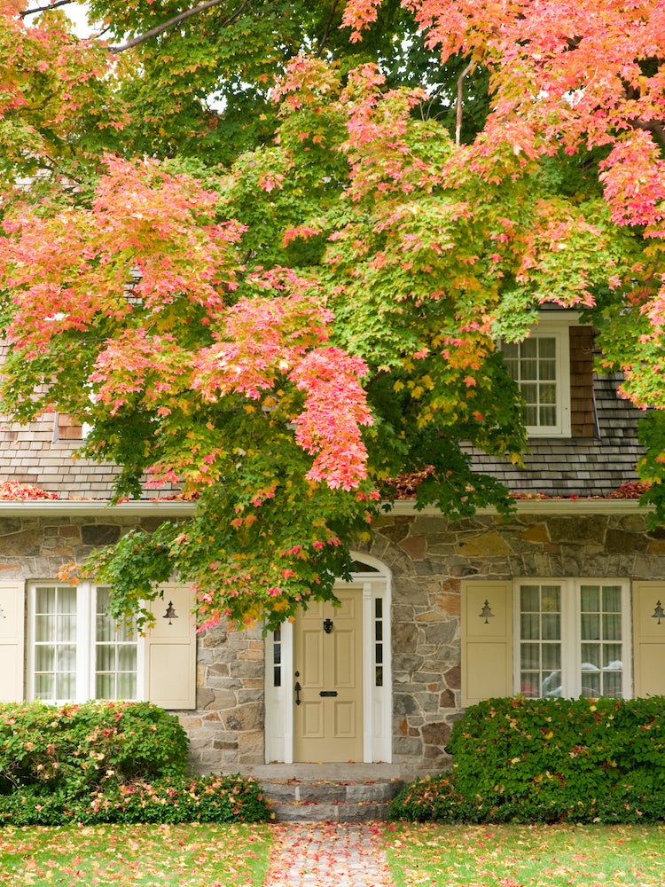 The Best Trees to Plant for Fall Foliage