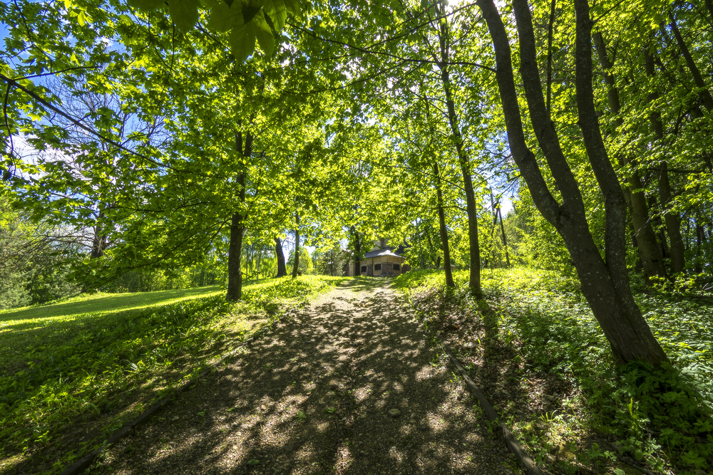 10 Signs a Tree in Your Yard Needs to Be Removed