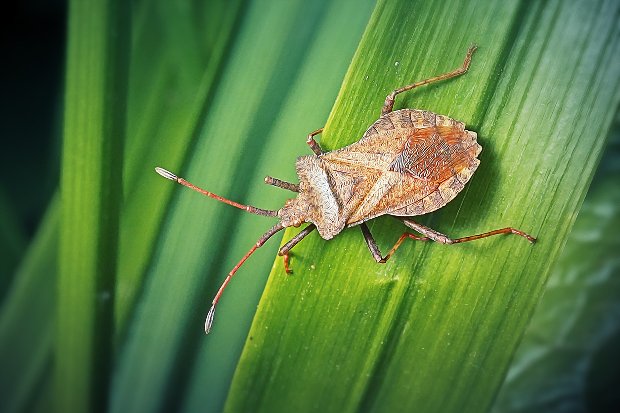 Stink bug on leaf.