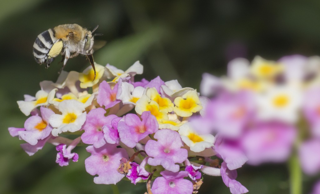 types of bees - blueberry bee