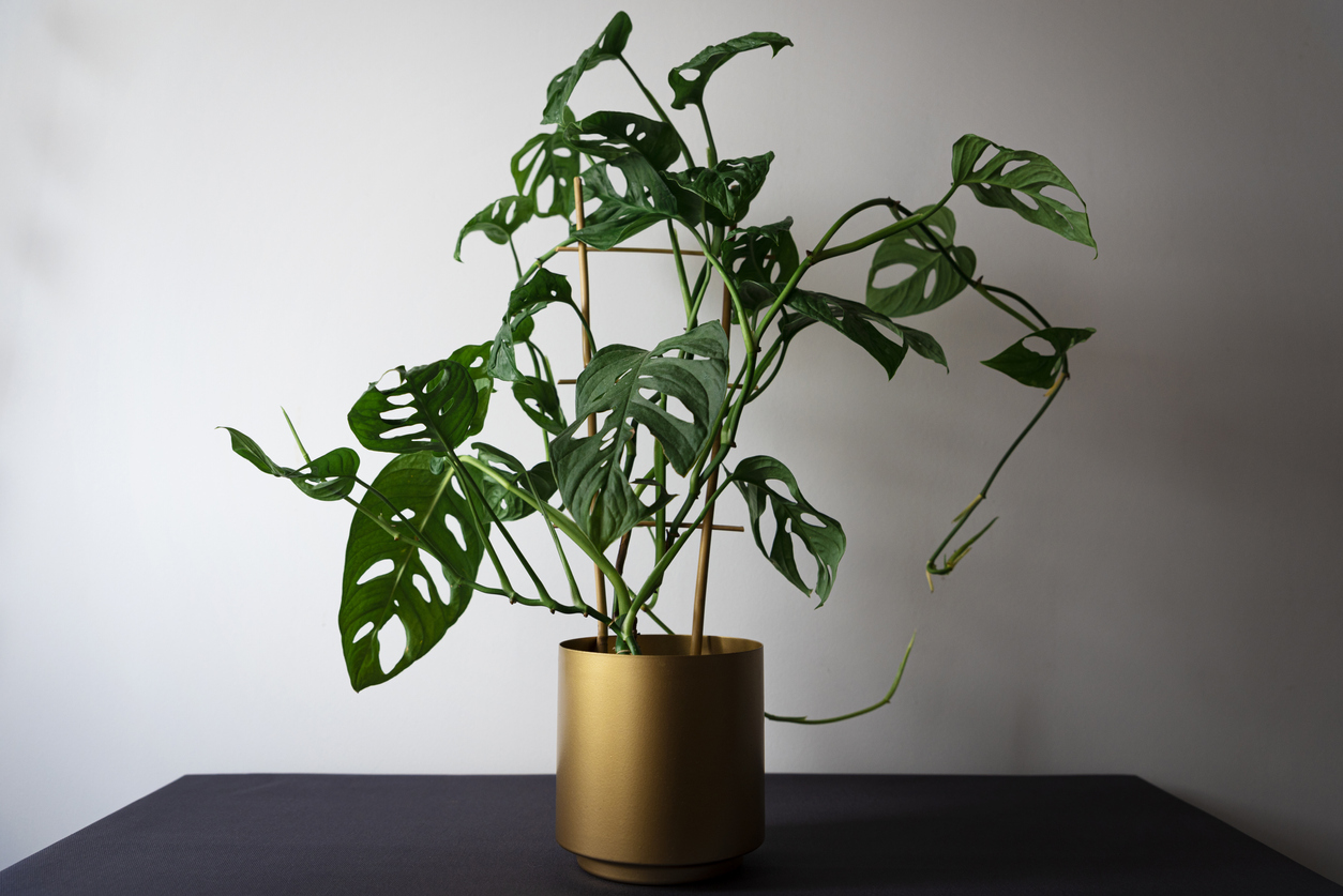 monstera care