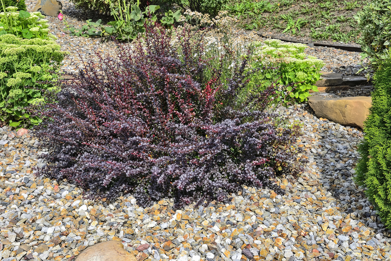 invasive plants dwarf bush in rock landscaping