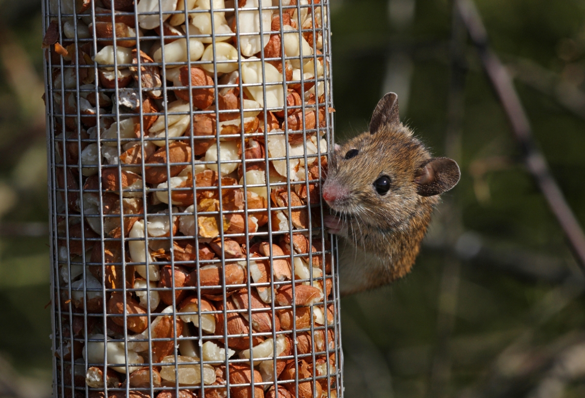 les rats détruisent votre maison de différentes manières - souris mangeant dans une mangeoire à oiseaux