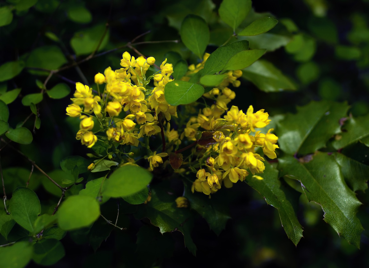 Close-up of Oregon Grape bush with yellow blossoms.