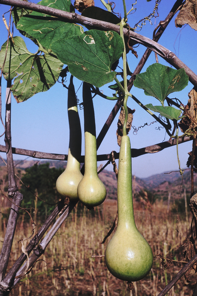 types de courges