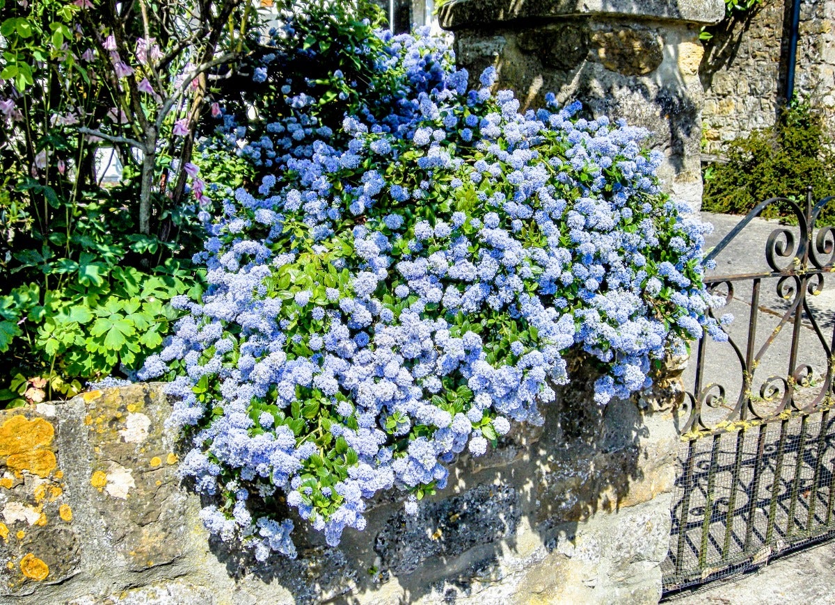 Un arbuste de lilas de Californie à fleurs bleues suspendu au-dessus d'un mur extérieur.