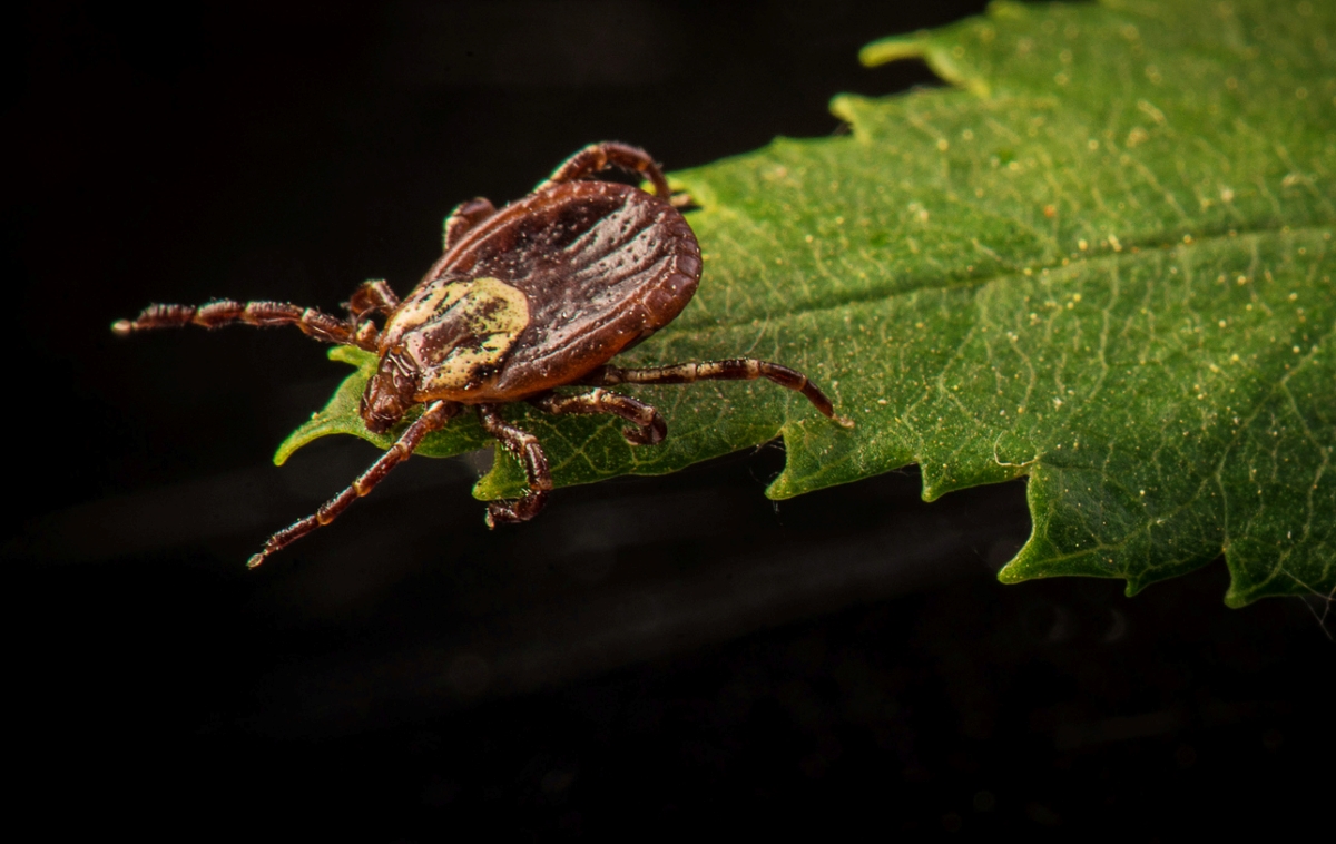 types of ticks - dark brown tick with white shield on leaf