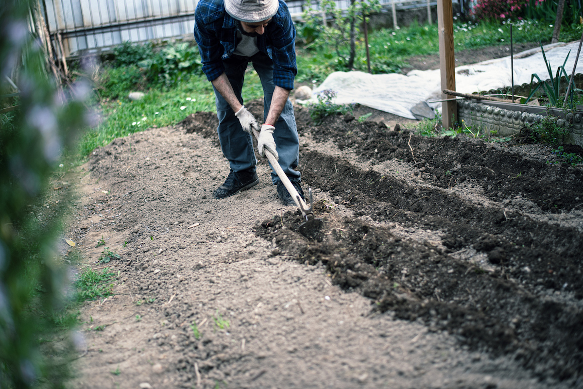 comment labourer un jardin sans motoculteur - hacher et arracher avec une houe de jardin