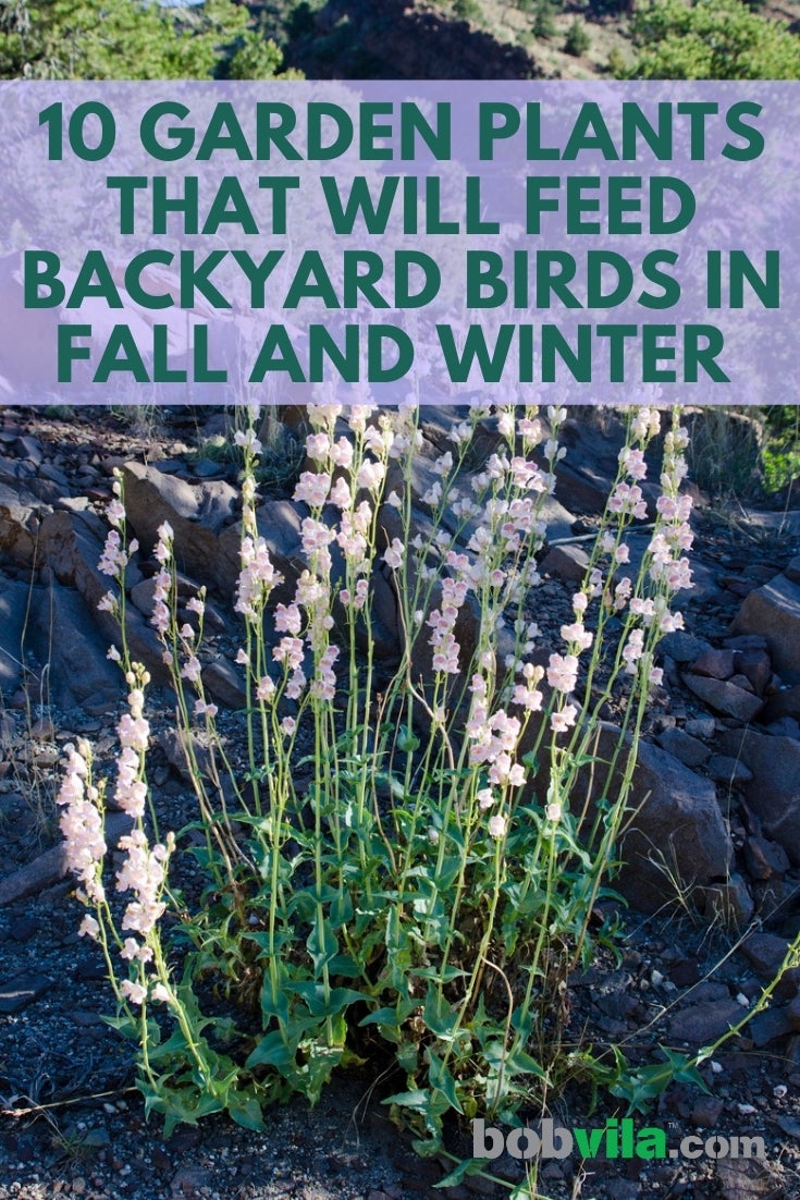 10 Garden Plants That Will Feed Backyard Birds in Fall and Winter