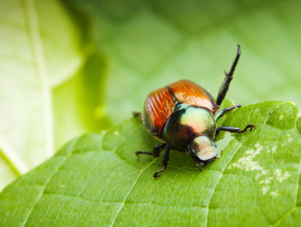 Un scarabée japonais mangeant une feuille verte.