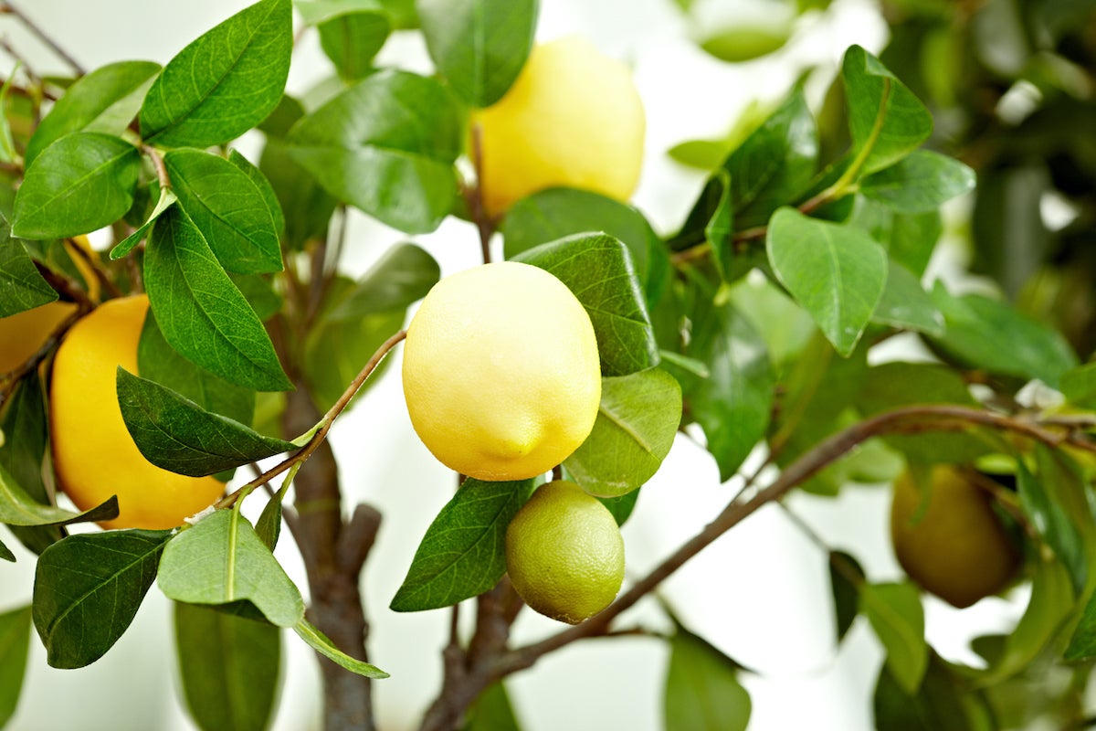 10 Indoor Fruit Trees You Can Grow at Home Year-Round