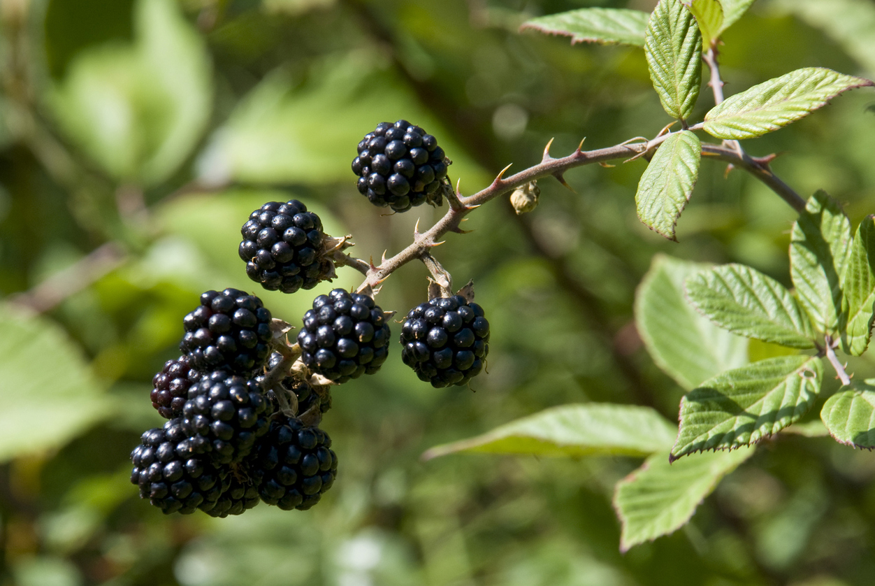 berry bushes