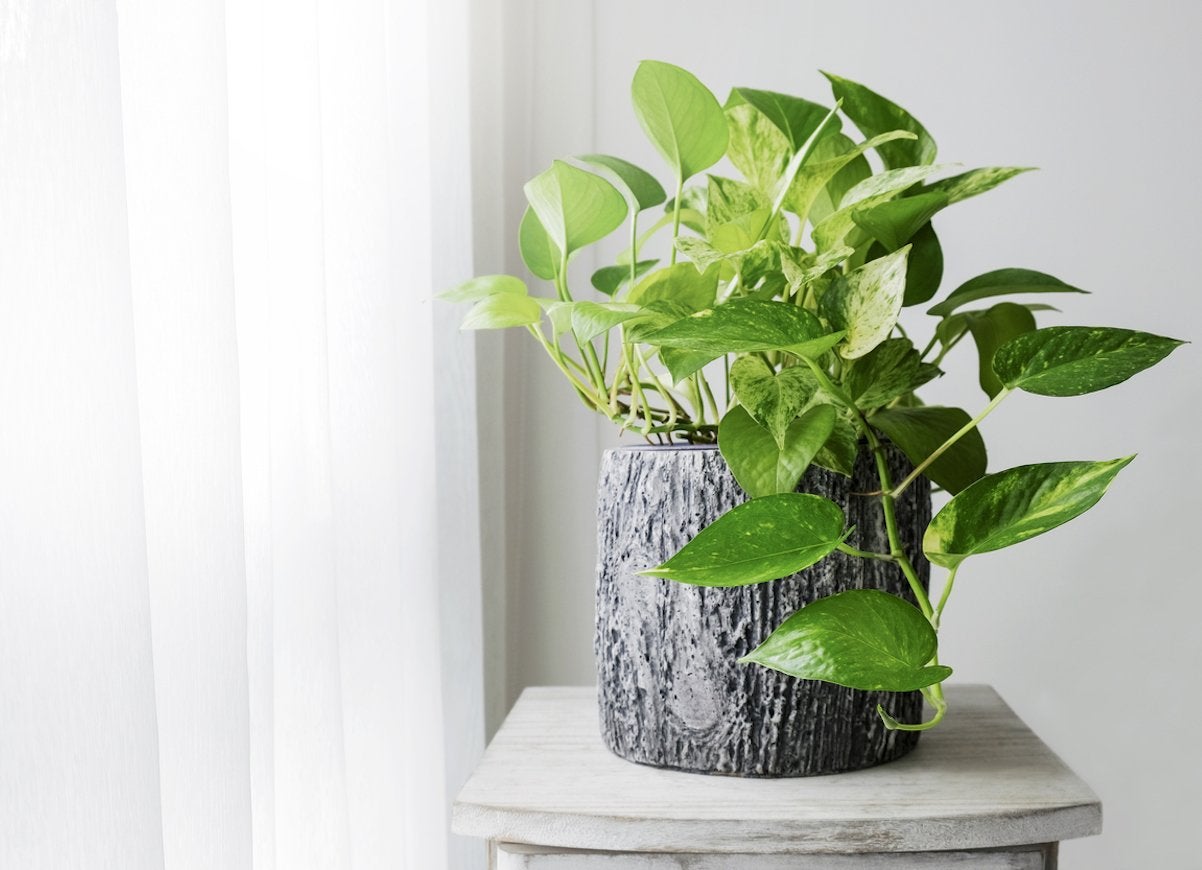 10 Low-Maintenance Houseplants to Keep Indoor Air Fresh