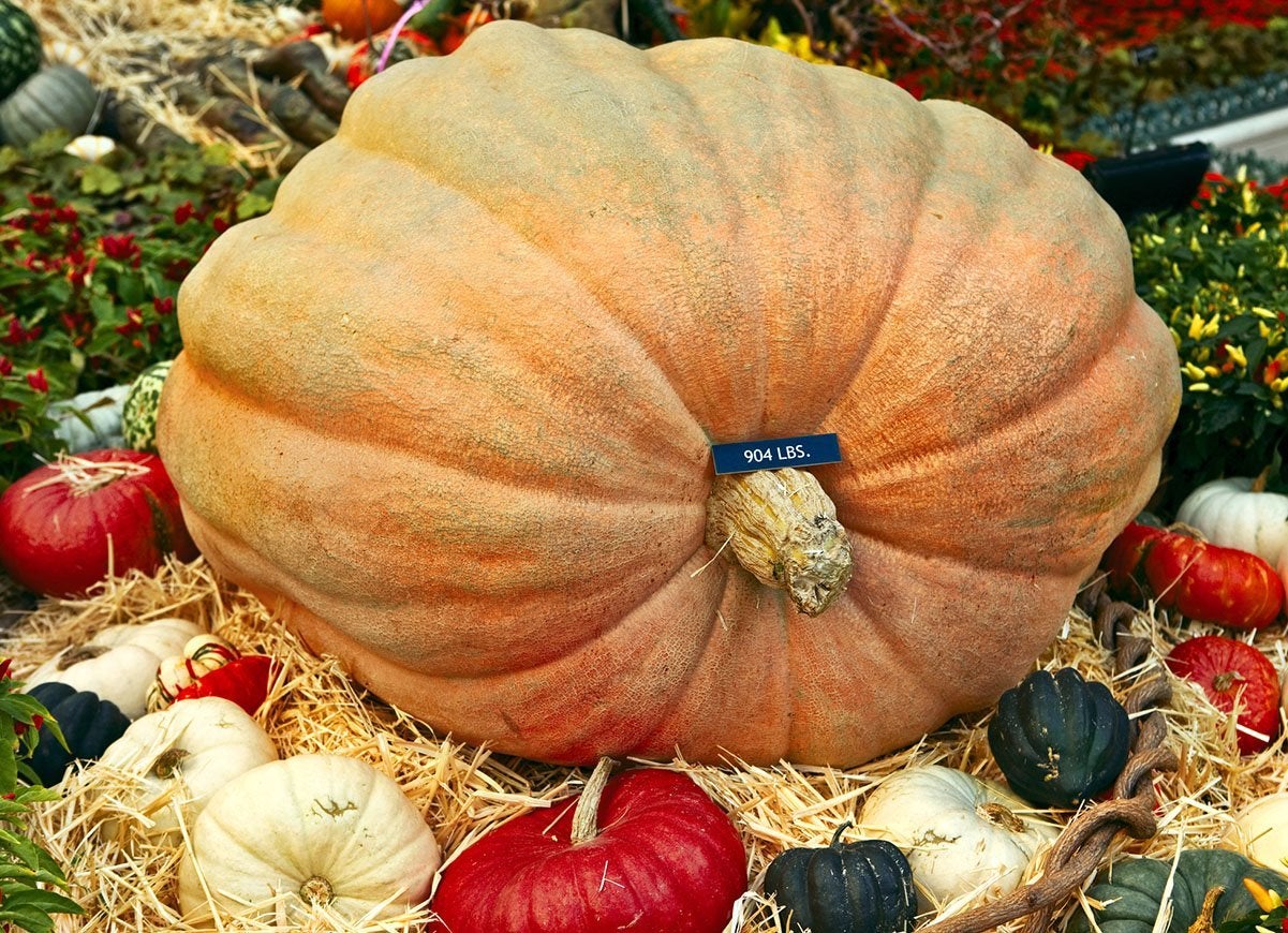 Les 22 expositions de citrouilles les plus cool du pays