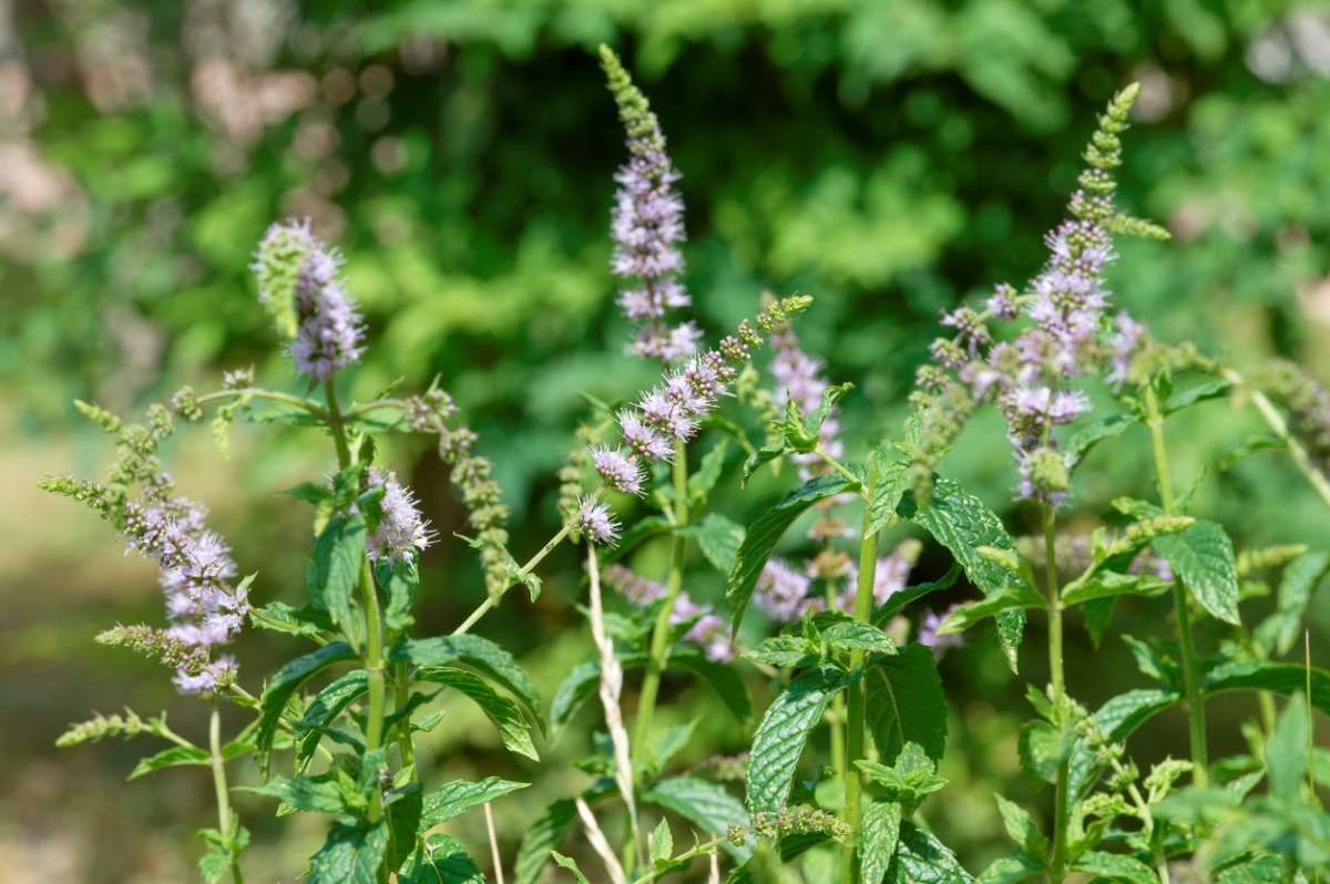 Spearmint plant with purple flowers.