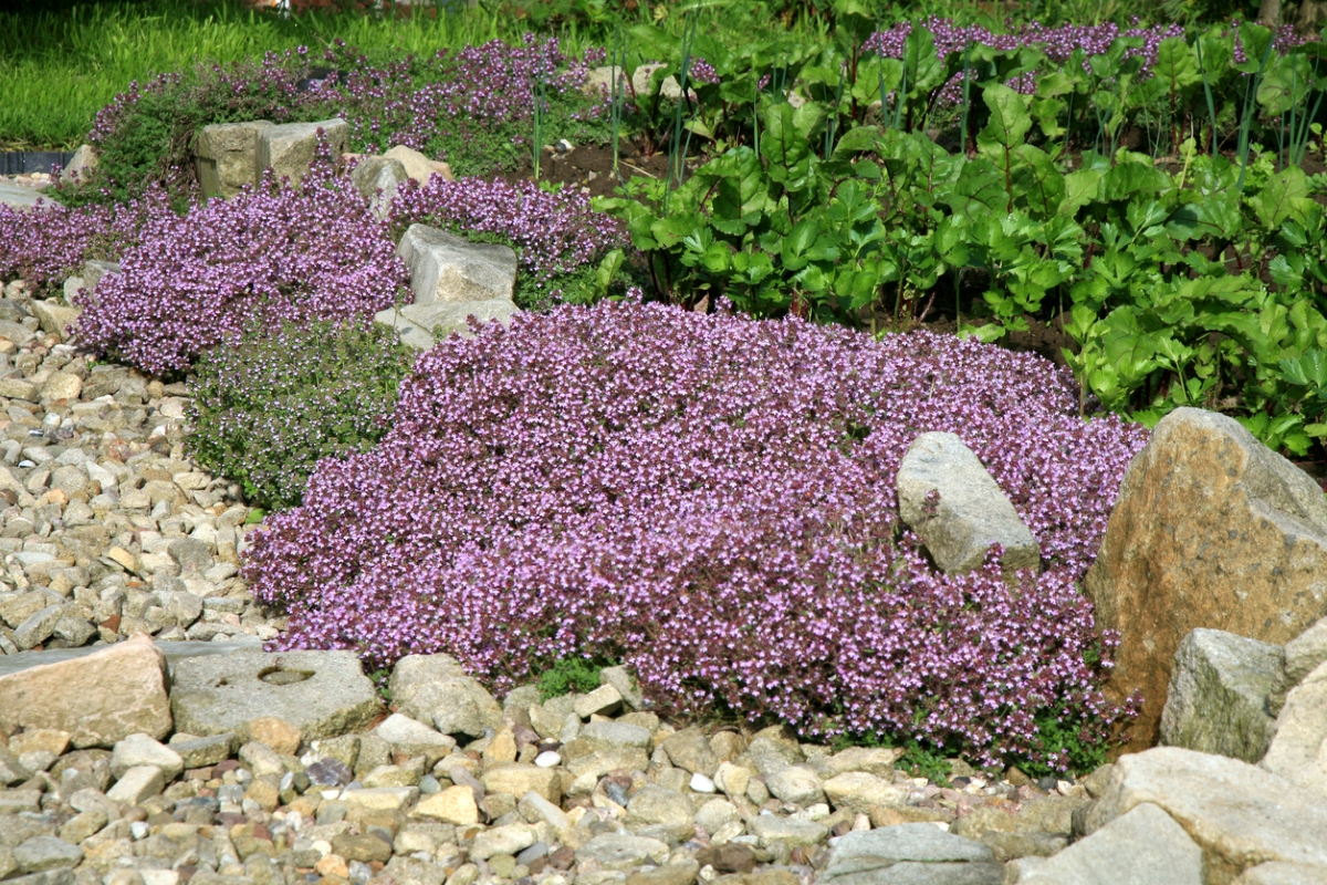 Flowering creeping thyme around rocks