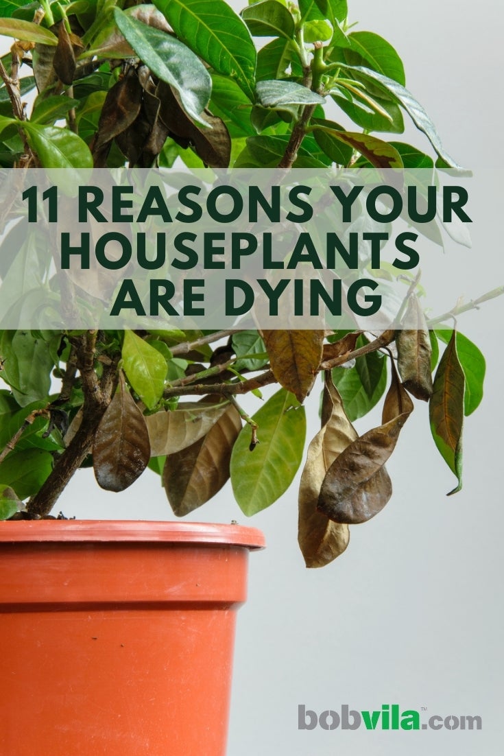 11 Reasons Your Houseplants Are Dying