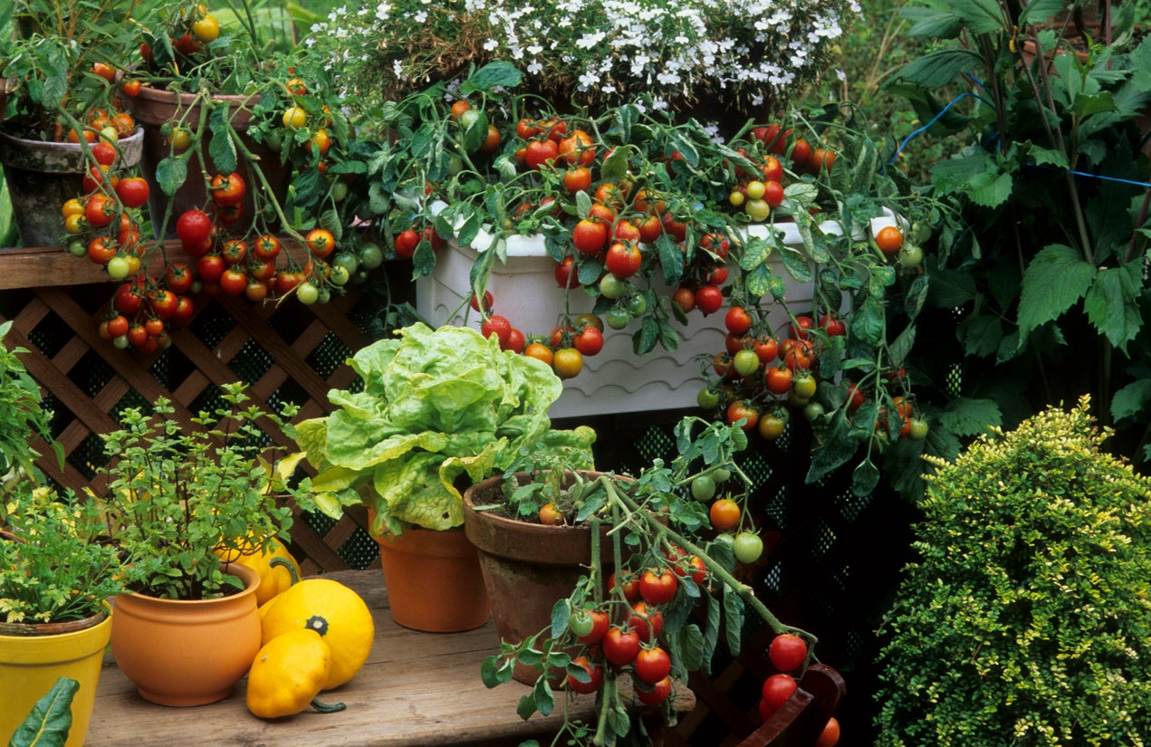 The 12-Inch Farm: 12 Foods You Can Easily Grow in Containers