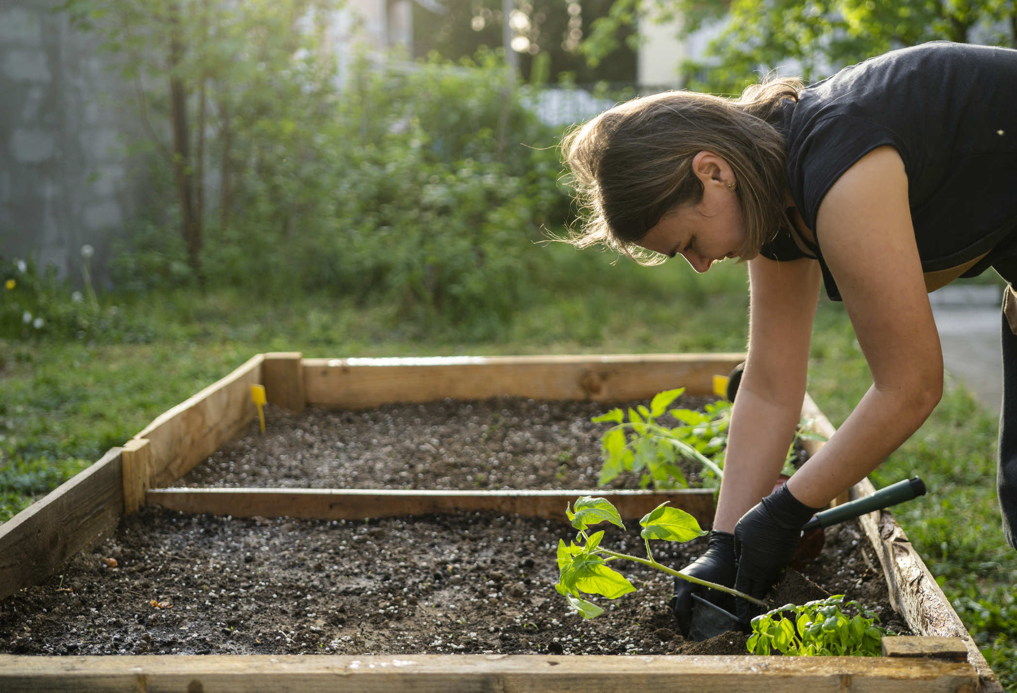 A person plants seedlings in a DIY wood raised garden bed