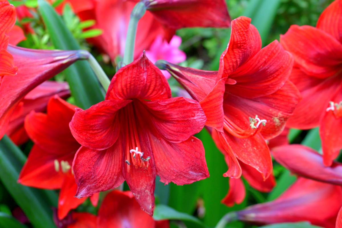 Red amaryllis flowers.