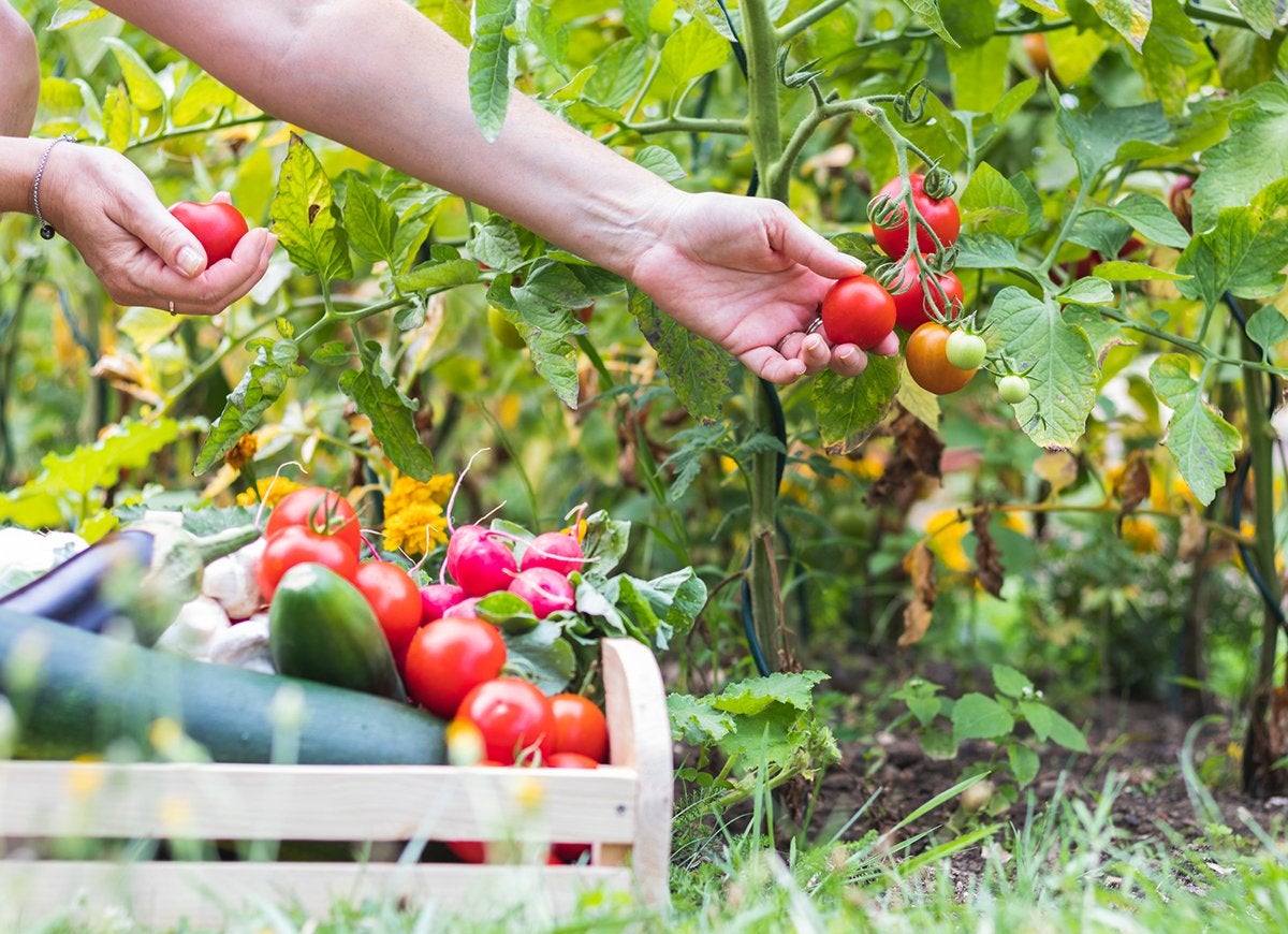 12 astuces peu connues pour réussir votre potager de cette année